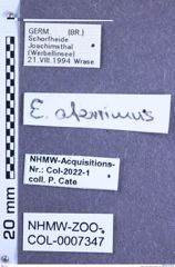 Etikette zu Ectinus aterrimus (Linnaeus, 1761) (NHMW-ZOO-COL-0007347)